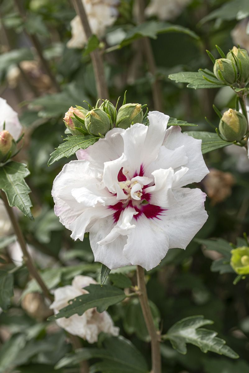 Hibiskus Speciosus