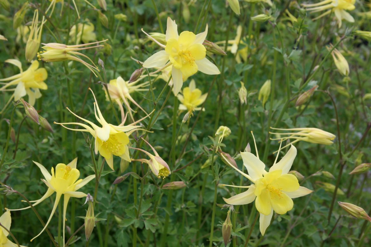 Goldakelei Yellow Queen