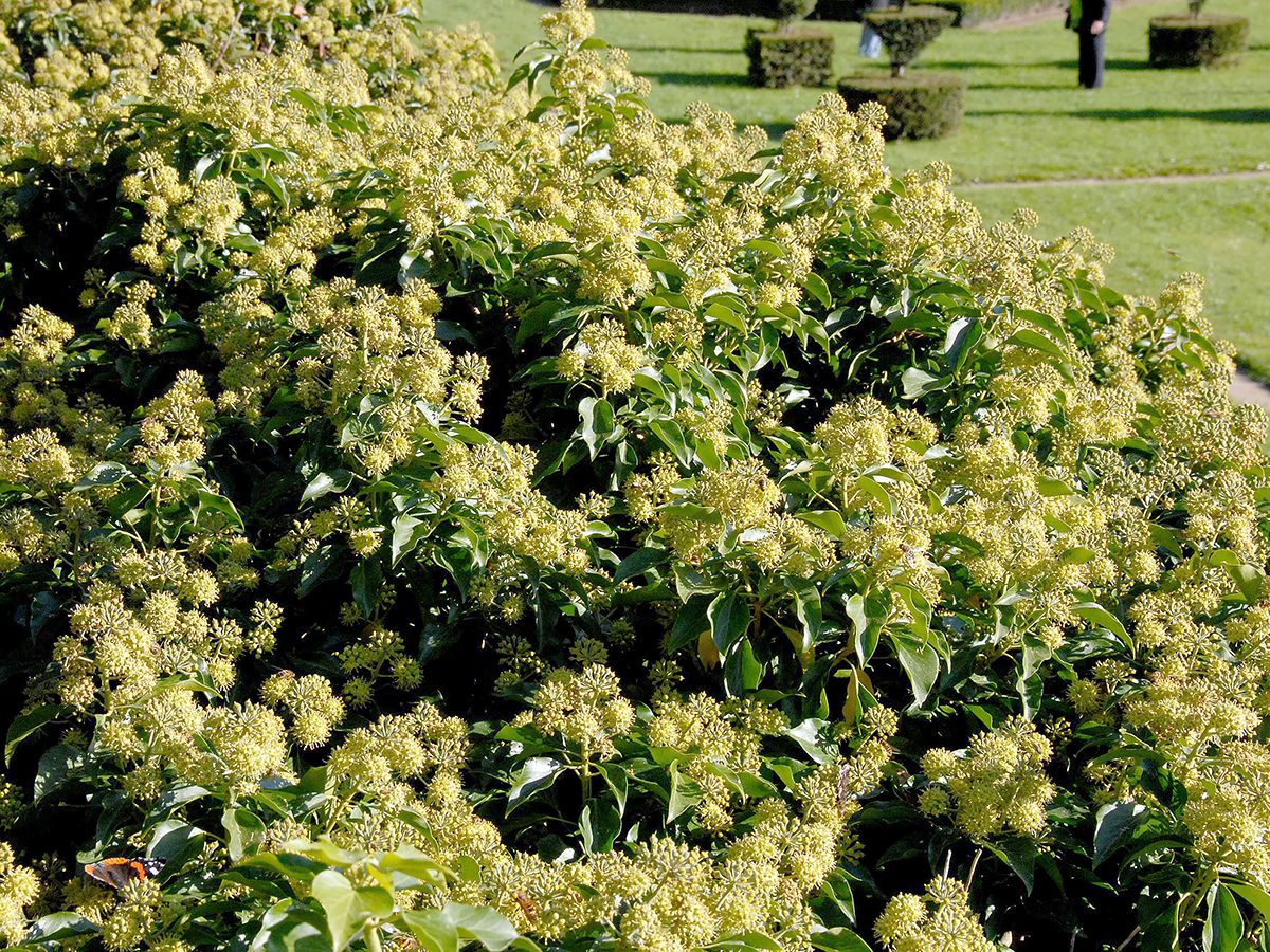 Strauchefeu Arborescent-Gruppe Strauchefeu Arborescent-Gruppe