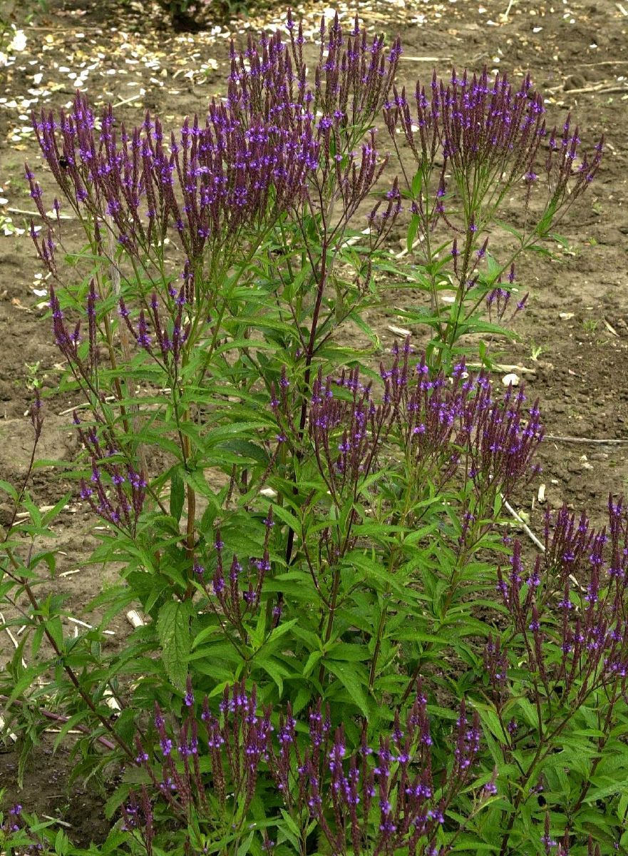 Eisenkraut Eisenkraut