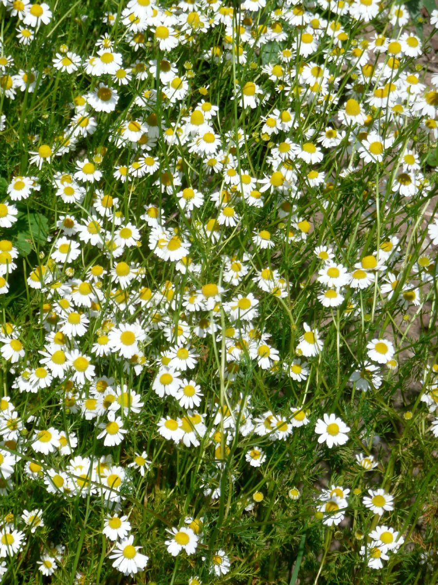 Römische Kamille