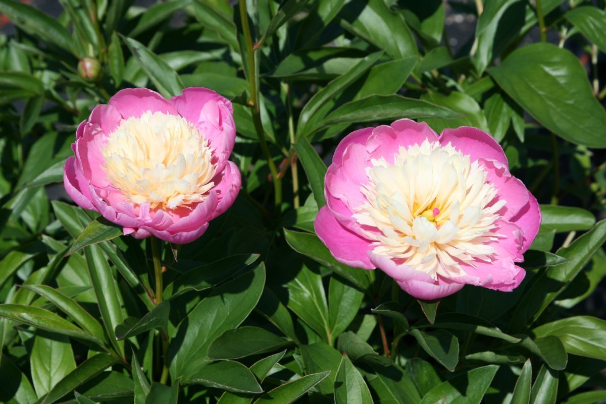 Pfingstrose Bowl of Beauty