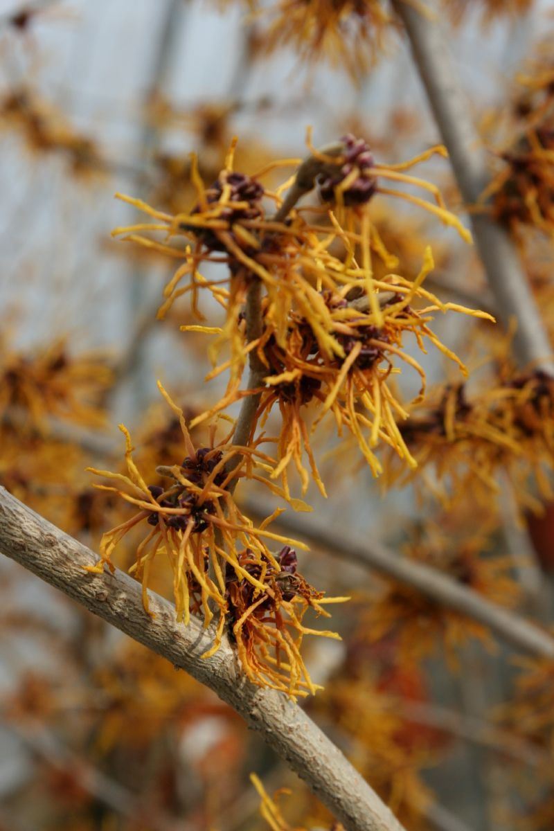 Zaubernuss Aphrodite Zaubernuss Aphrodite