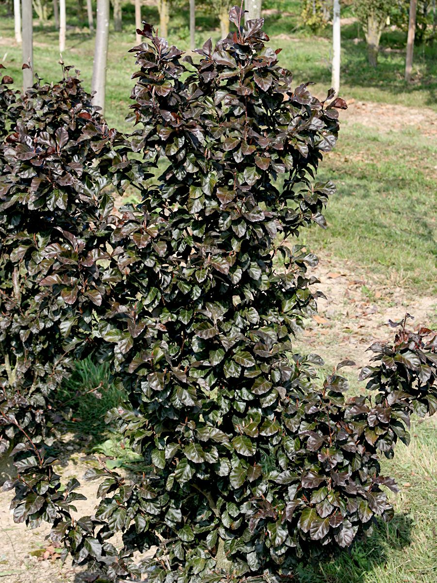 Zwergblutbuche Purpurea Nana Zwergblutbuche Purpurea Nana