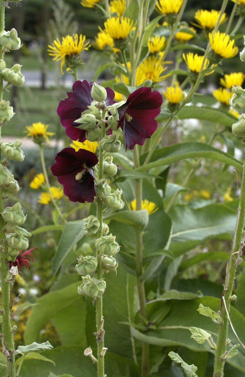 Schwarze Stockrose Nigra