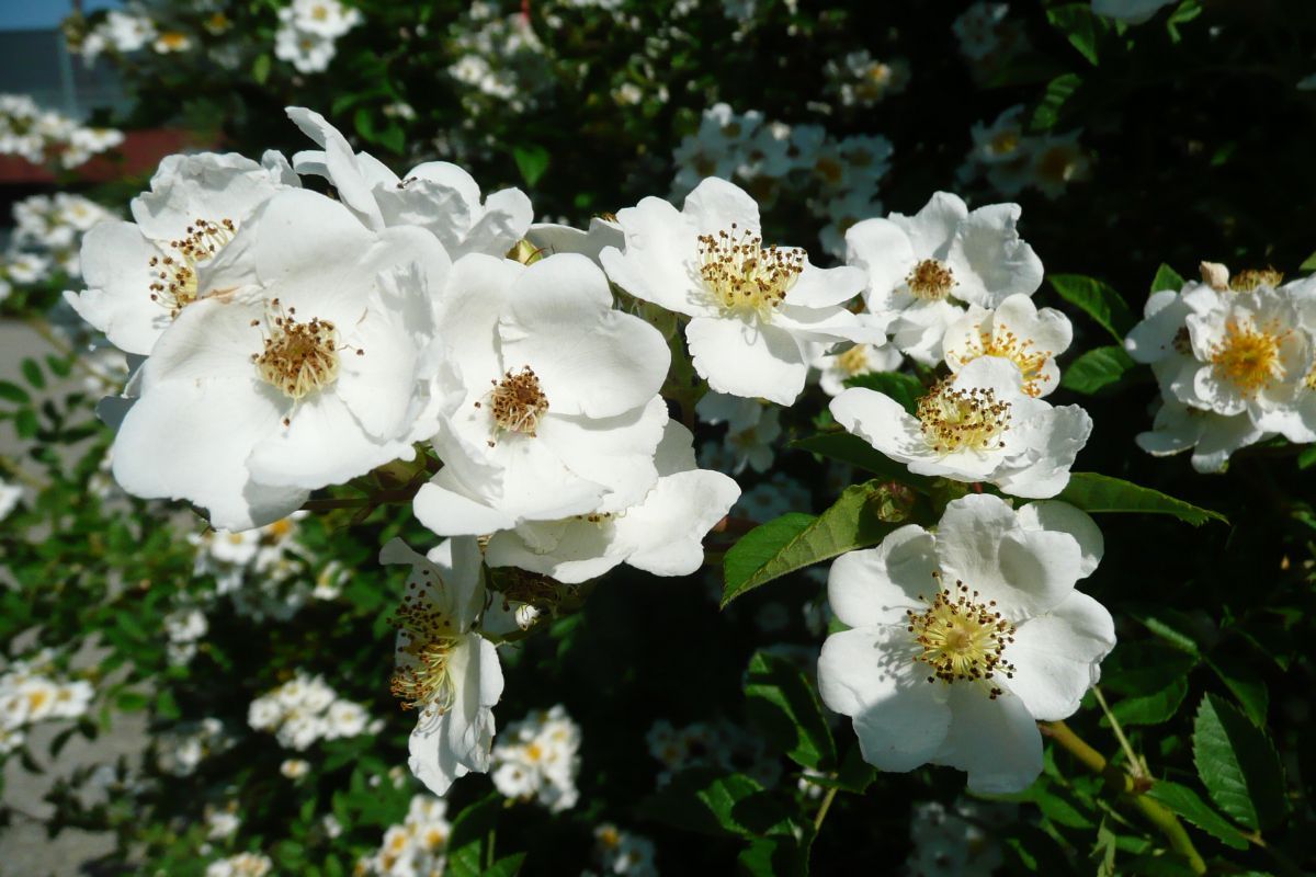 Rosa multiflora Strauchrose/Wildrose, Vielblütige Rose(«Büschelrose», anspruchslos, Hagebutten)
