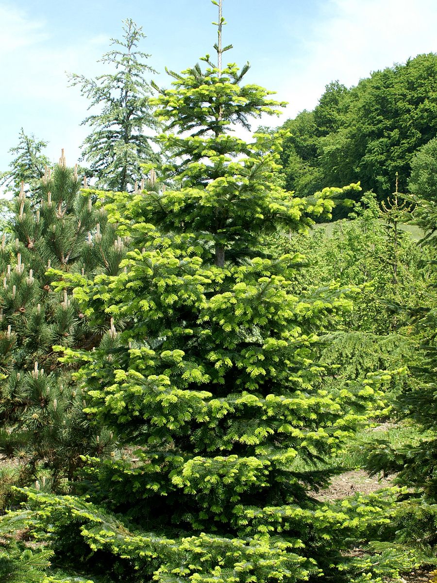 Nordmannstanne