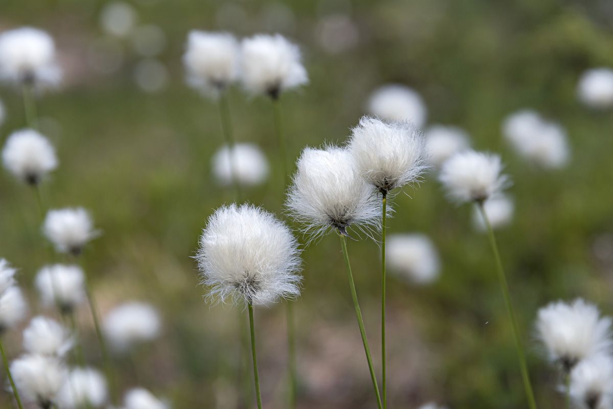 Schmalblättriges Wollgras