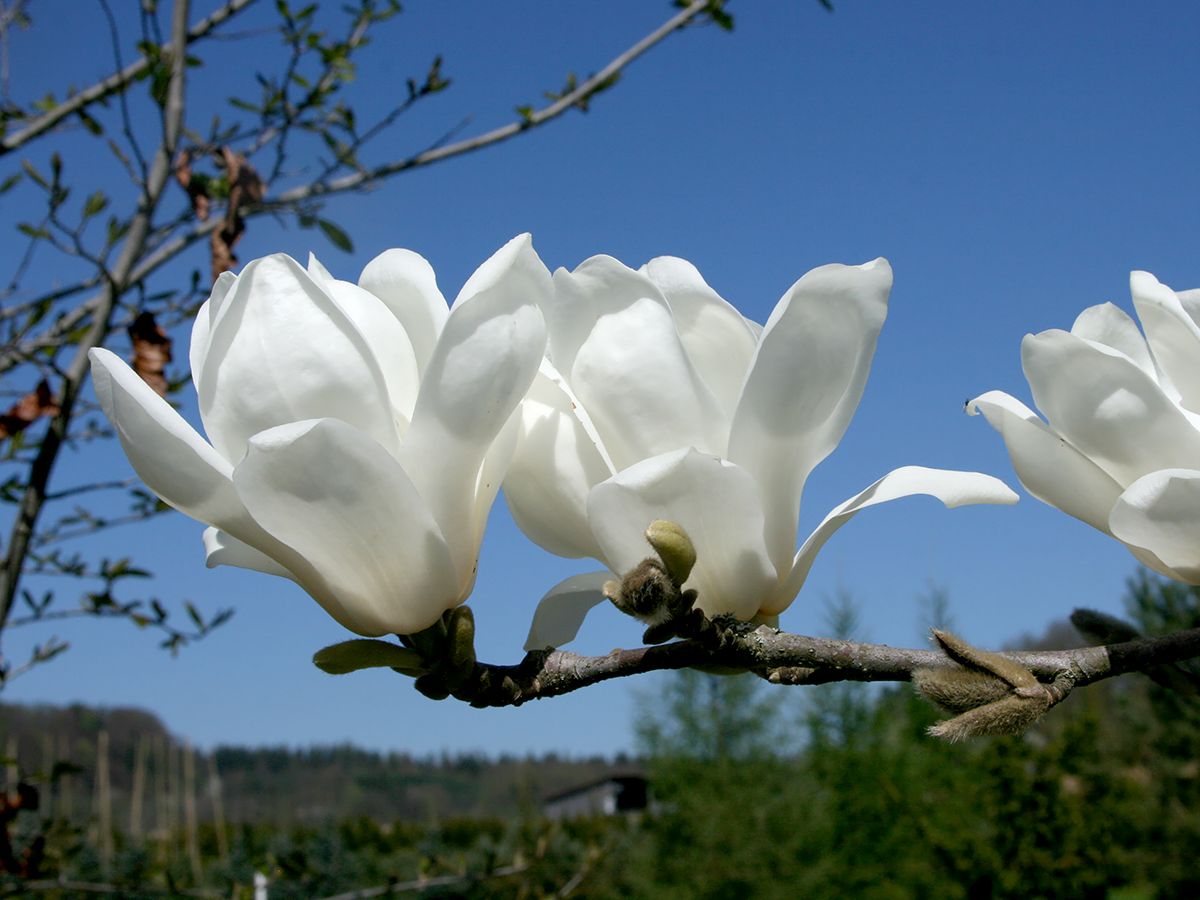 Tulpenmagnolie Alba Superba