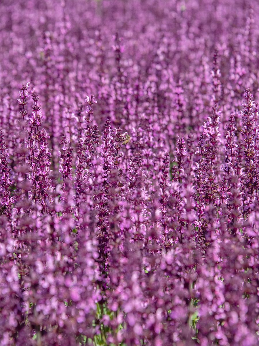 Steppensalbei, Sommersalbei Rose Queen