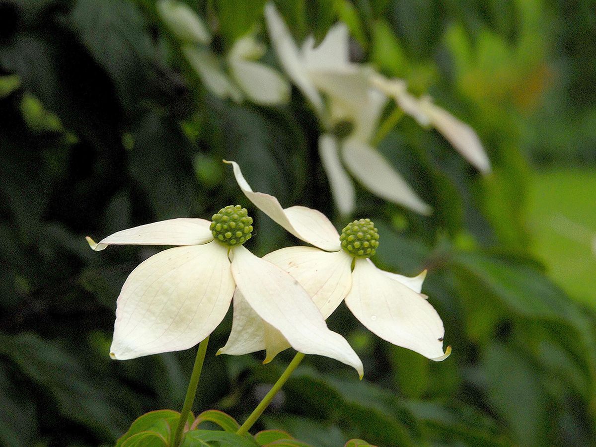 Japanischer  Blumenhartriegel