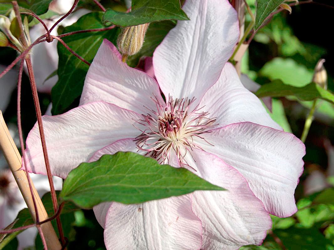 Waldrebe Omoshiro Waldrebe Omoshiro
