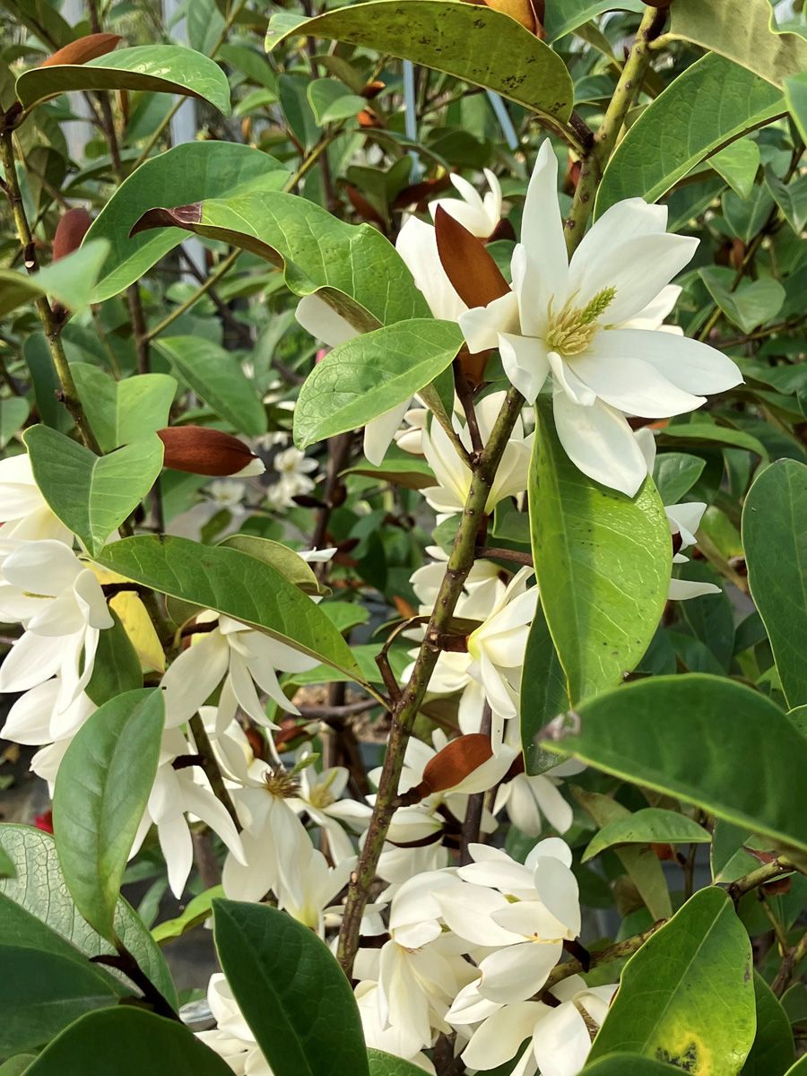 Feenmagnolie Fairy Magnolia White Feenmagnolie Fairy Magnolia White