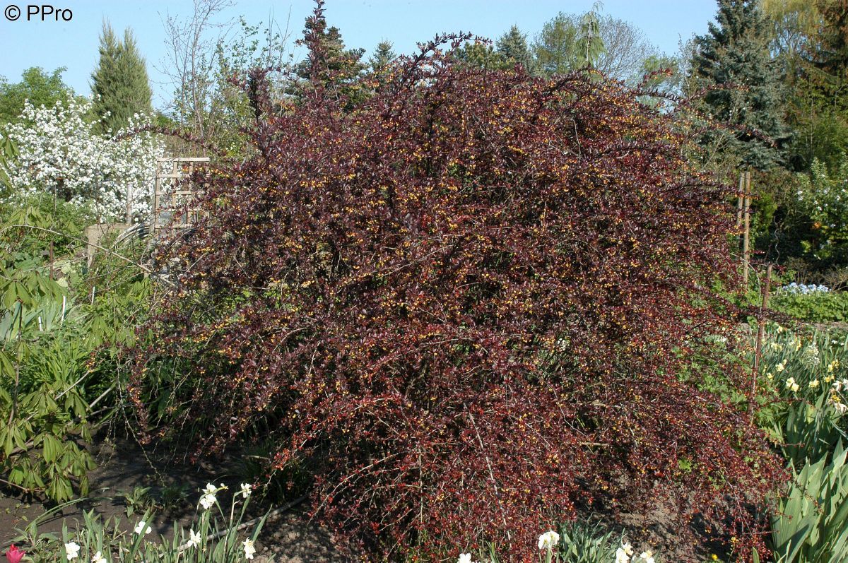 Rotblättrige Berberitze Red Chief