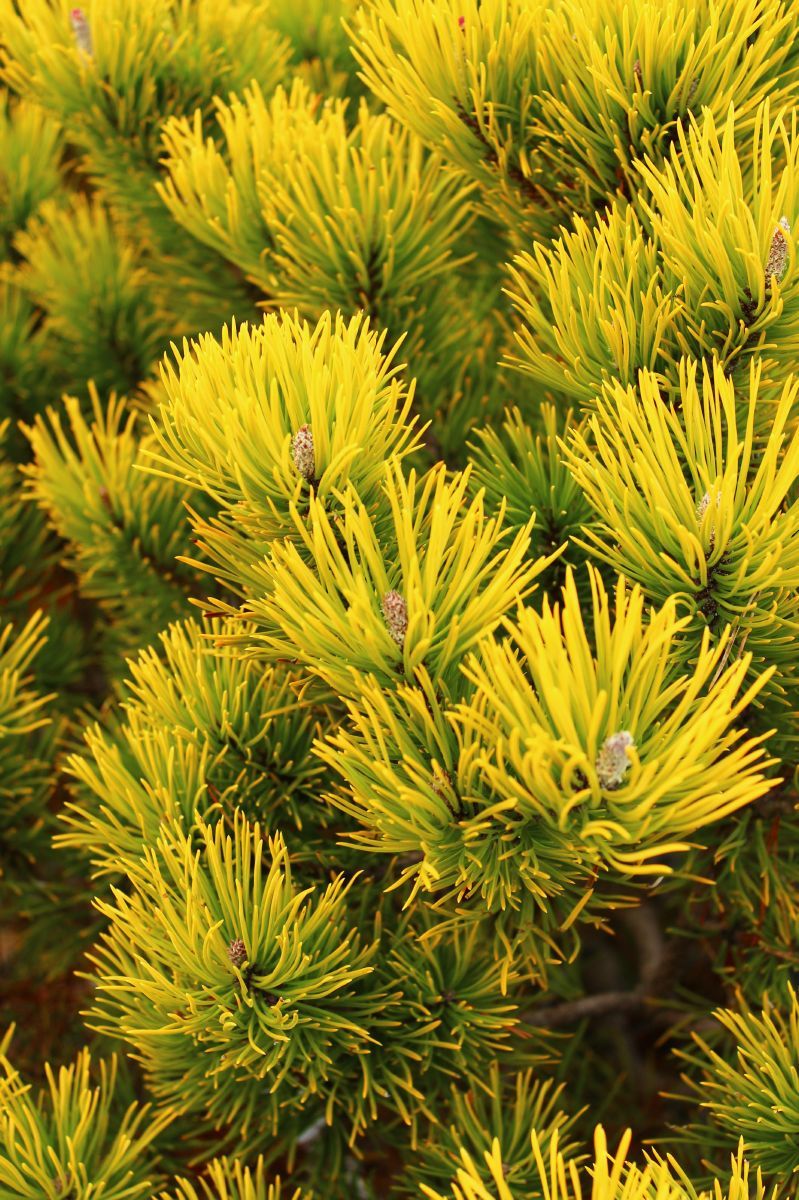 Goldlegföhre Winter Gold Goldlegföhre Winter Gold