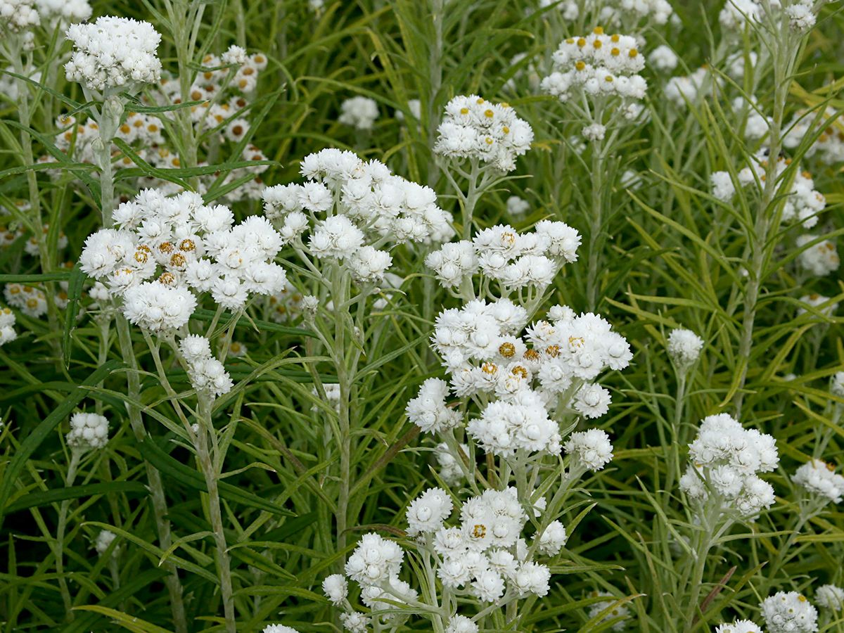 Staudenimmortelle