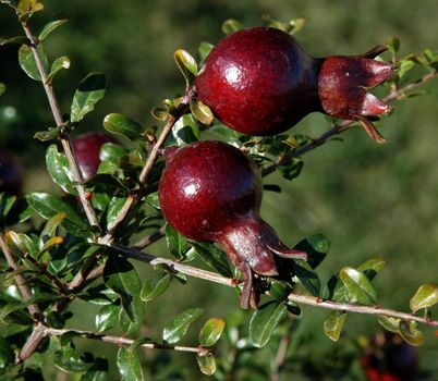 Granatapfel Nana