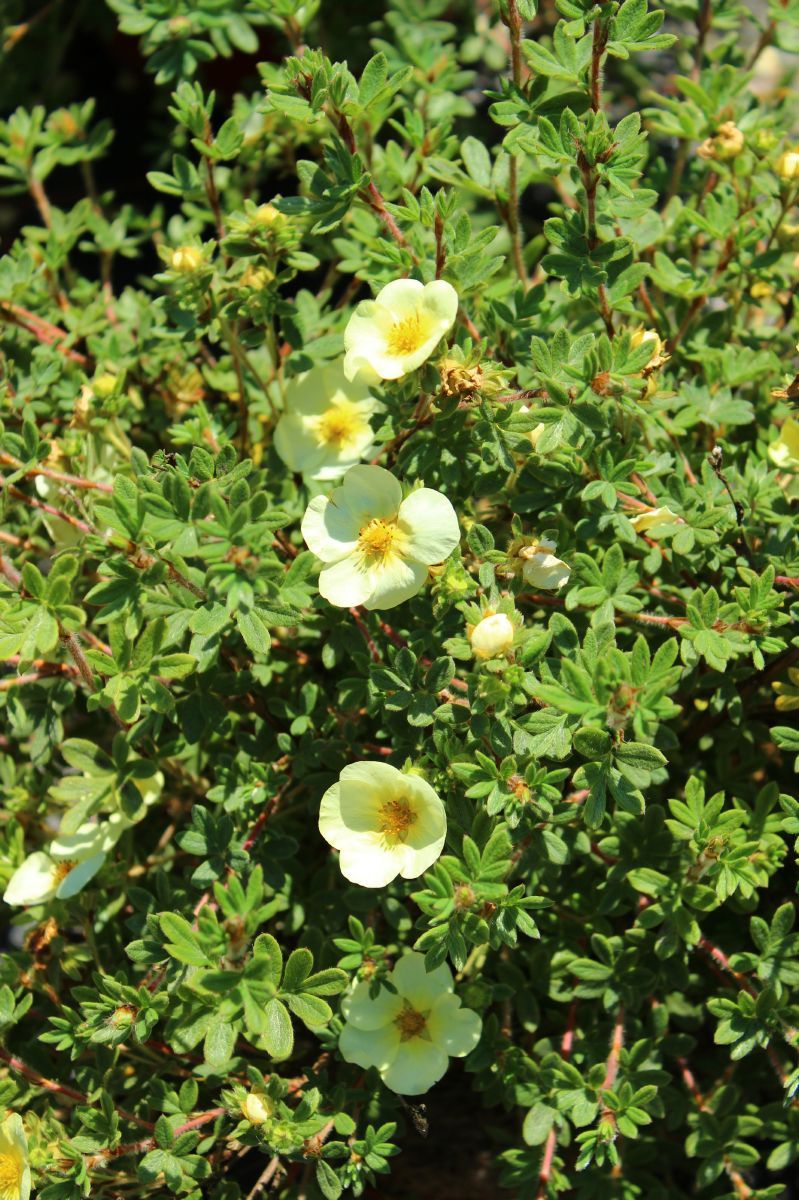 Fingerstrauch Primrose Beauty