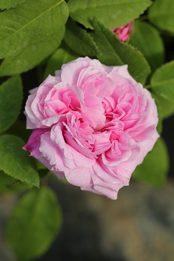 Jacques Cartier Strauchrose/Historische Rose (anspruchslos, sehr starker Duft) Jacques Cartier Strauchrose/Historische Rose (anspruchslos, sehr starker Duft)