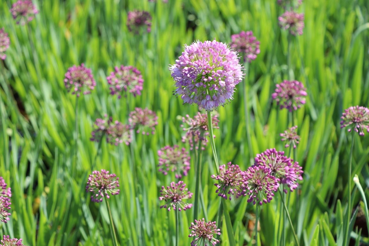 Berglauch Lavender Bubbles