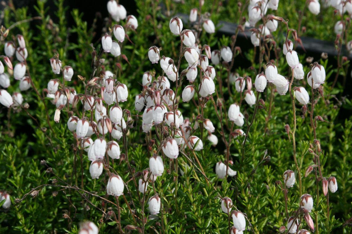 Irische Heide Cinderella
