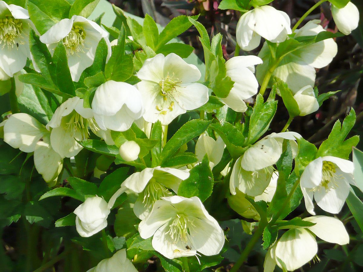 Lenzrose White Lady
