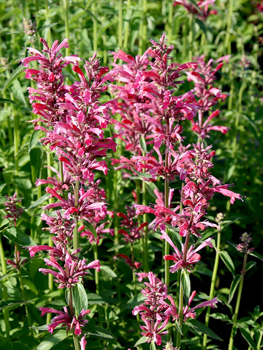 Mexikonessel Red Fortune