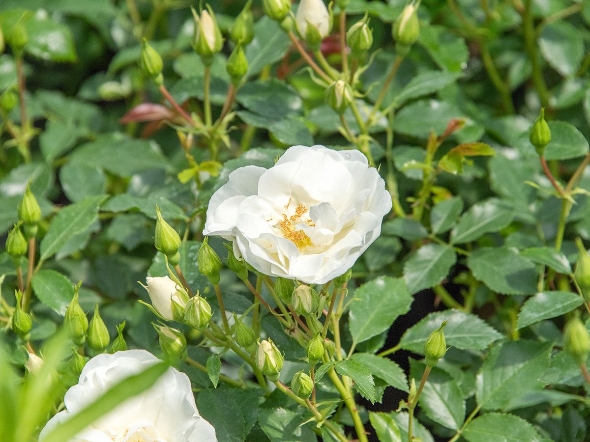 Schneeflocke® ADR 1991 Boden- und flächendeckende Rose (anspruchslos) Schneeflocke® ADR 1991 Boden- und flächendeckende Rose (anspruchslos)