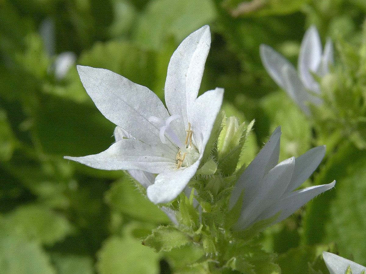 Niedere Glockenblume E. H. Frost