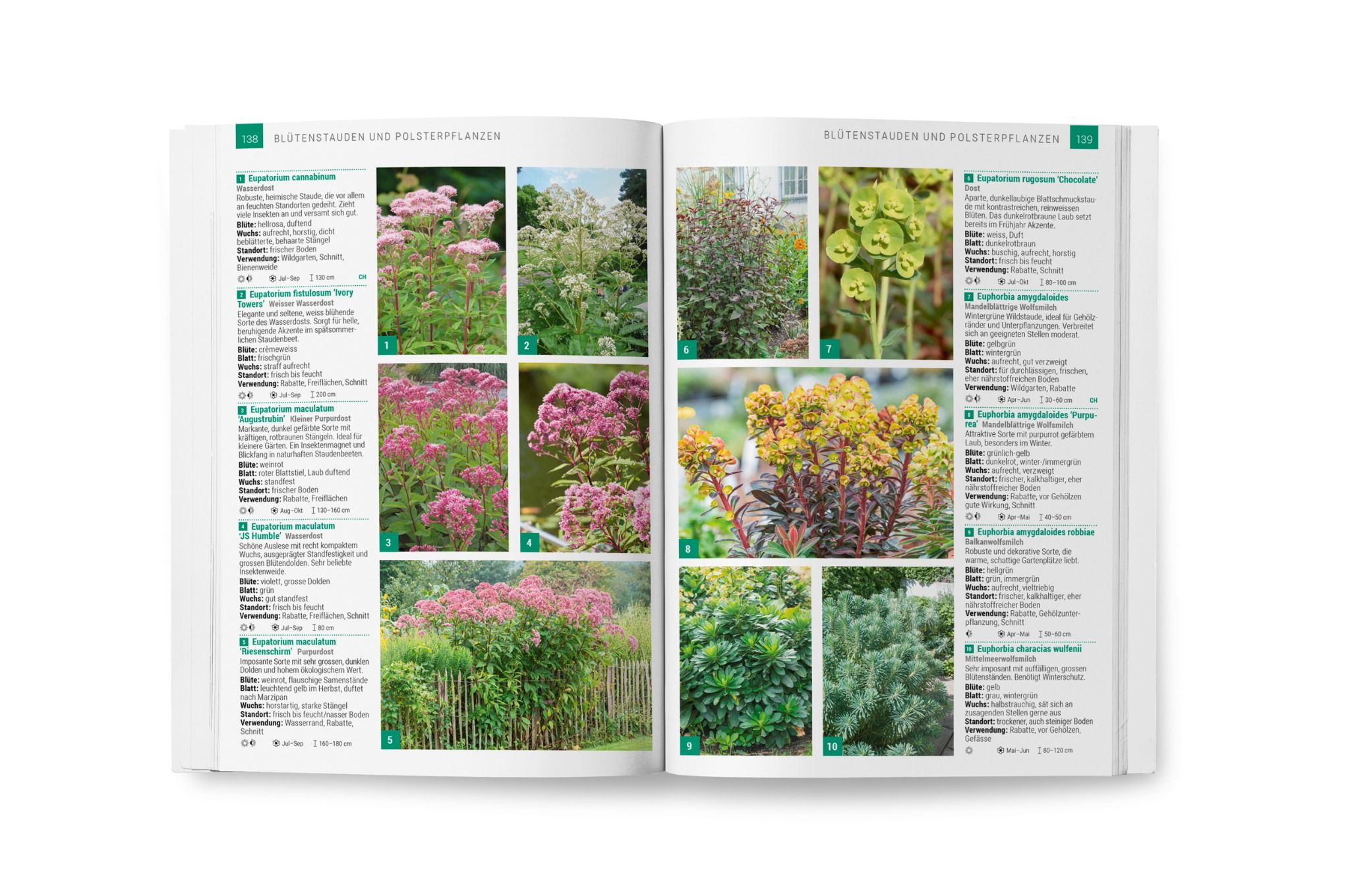 Hauenstein Staudenbuch 2025 Hauenstein Staudenbuch 2025