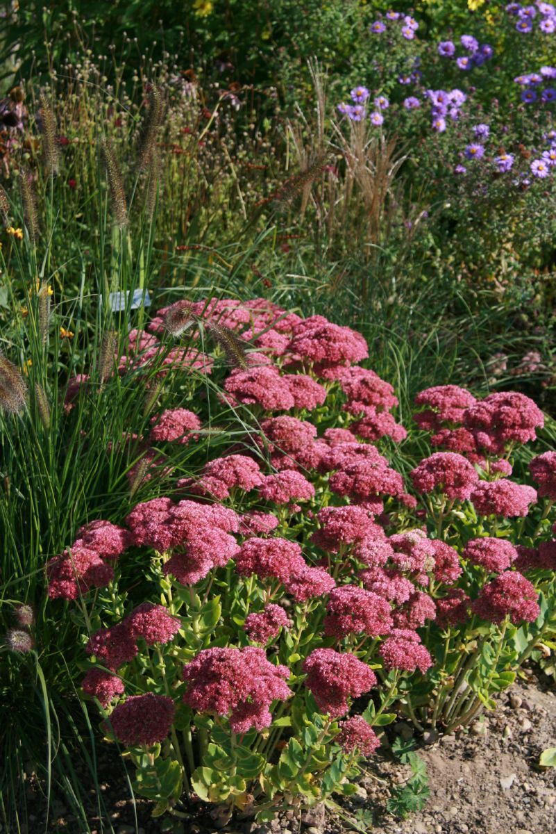 Fetthenne Herbstfreude Fetthenne Herbstfreude