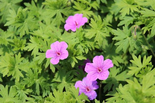 Storchschnabel Dilys Storchschnabel Dilys