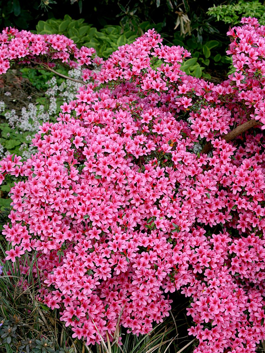 Japanische Azalee Kermesinum