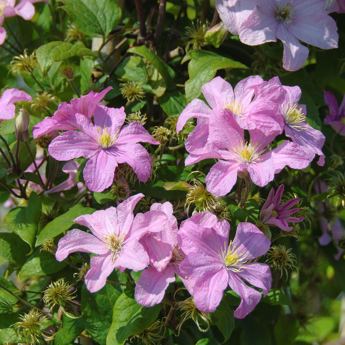 Waldrebe Comtesse de Bouchaud