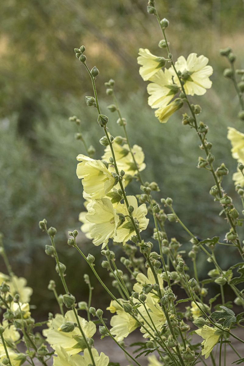 Stockrose
