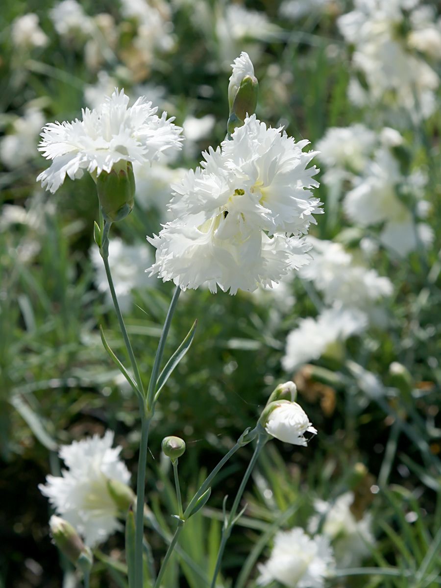 Federnelke Albus Plenus