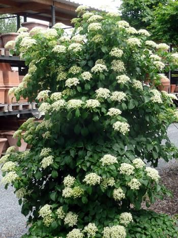 Kletterhortensie Kletterhortensie