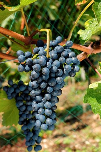 Europäer rot Divico