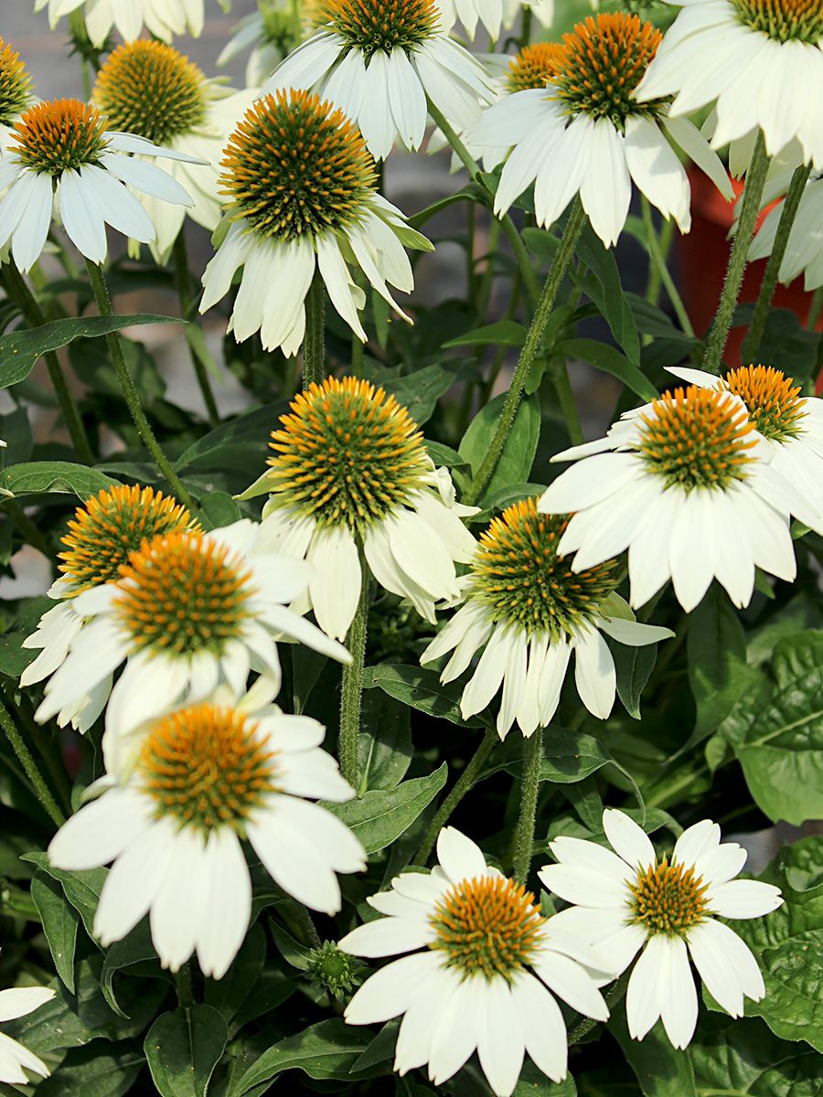 Sonnenhut PowWow White