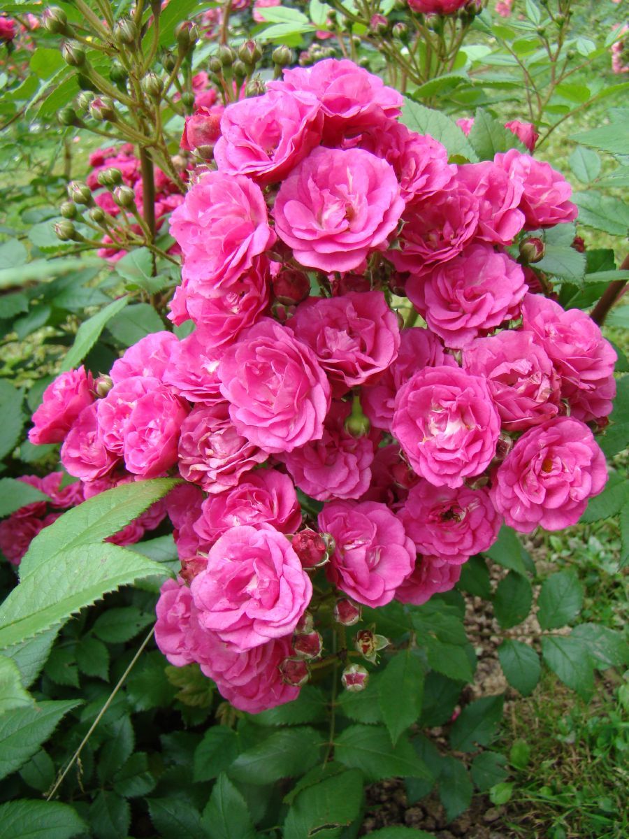 Dinky® Strauchrose Dinky® Strauchrose