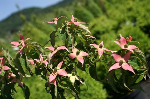 Japanischer Blumenhartriegel Beni Fujii
