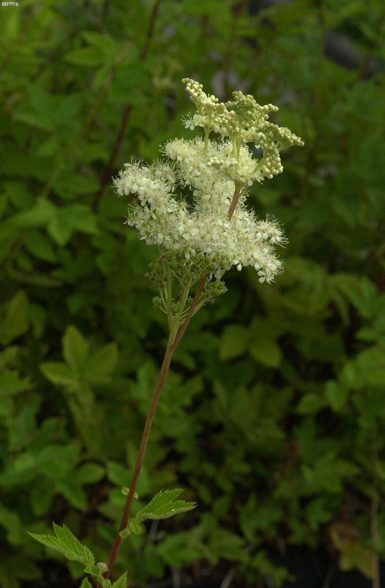 Echtes Mädesüss Variegata