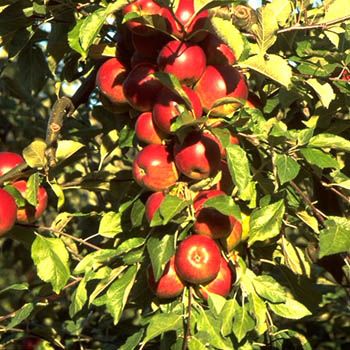 Jonathan Watson Apfel