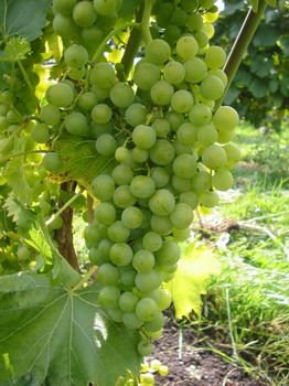 Birstaler Muskat Hausgartenrebe Birstaler Muskat Hausgartenrebe