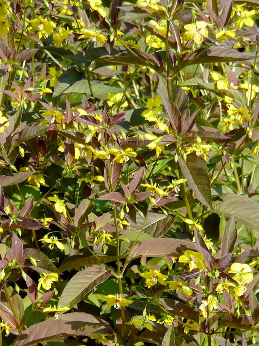 Bronzefelberich Firecracker
