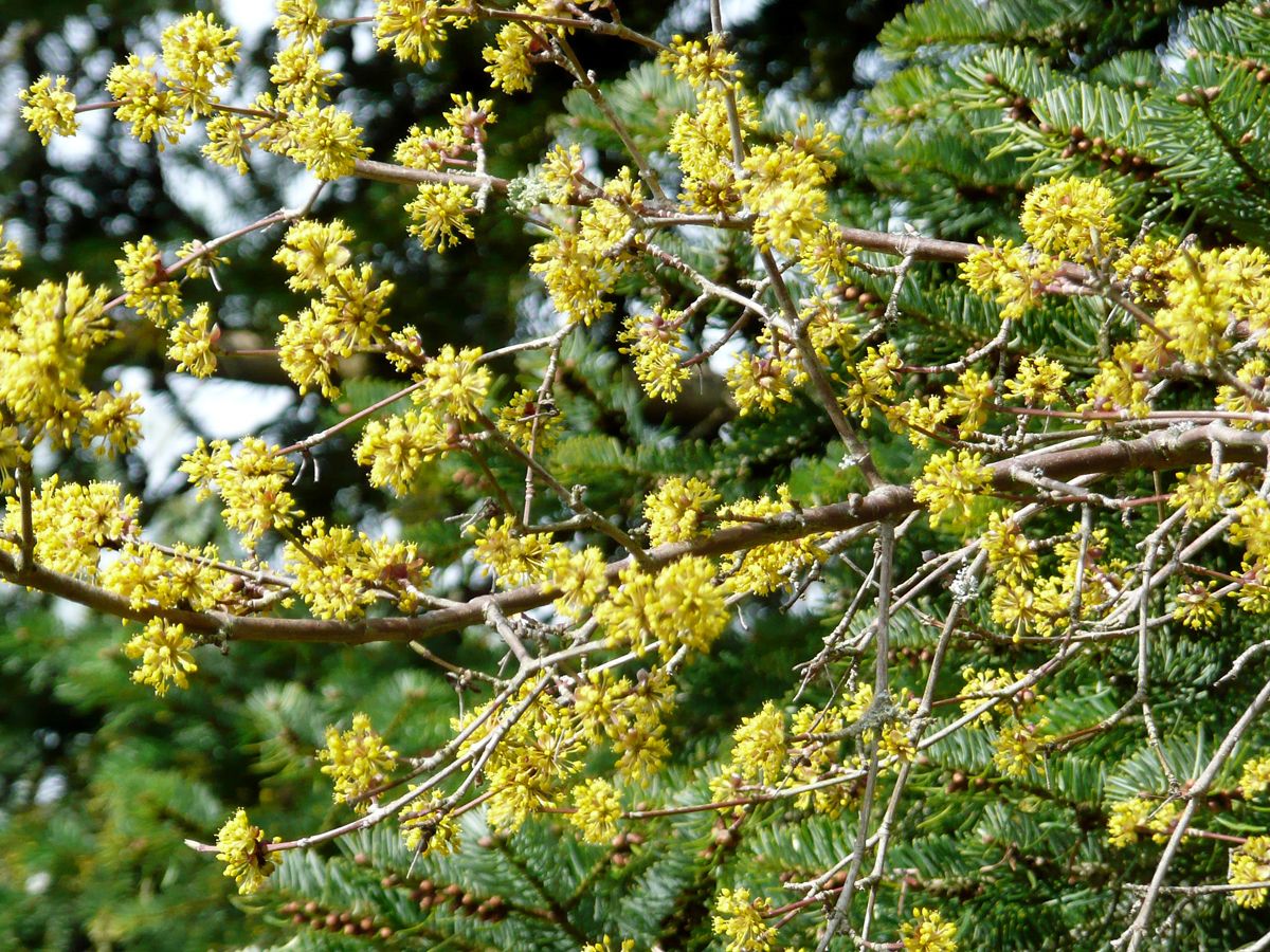 Tierlibaum Tierlibaum