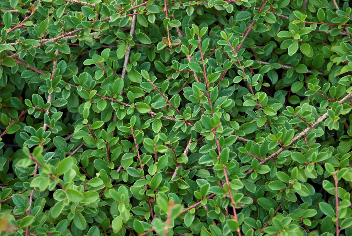 Kriechende Felsenmispel Eichholz
