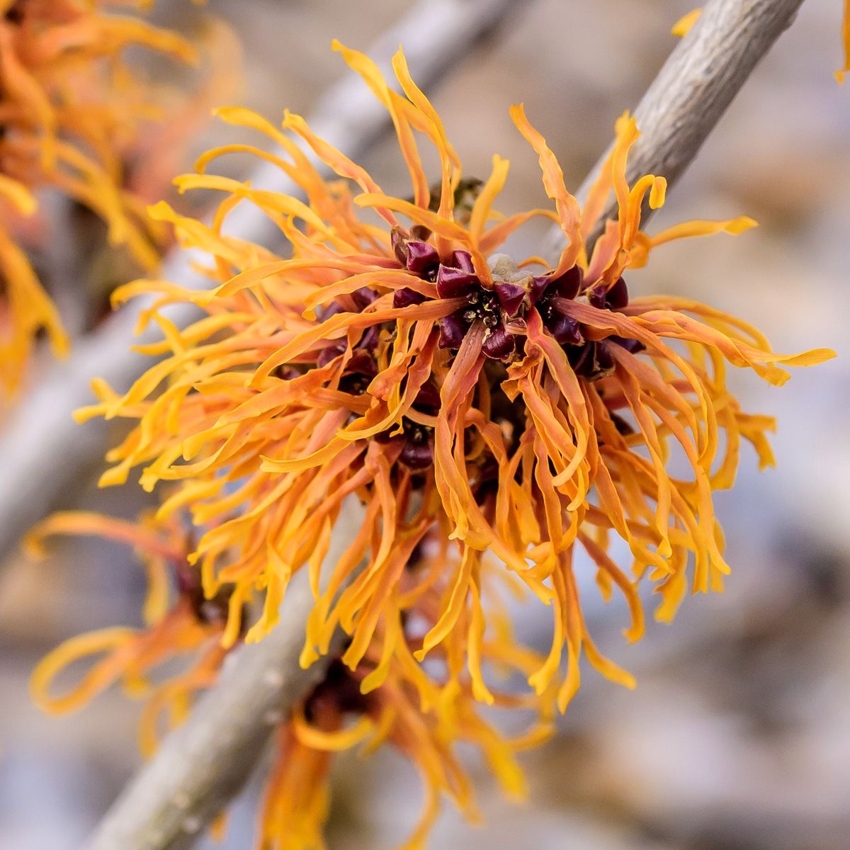 Zaubernuss Aphrodite Zaubernuss Aphrodite