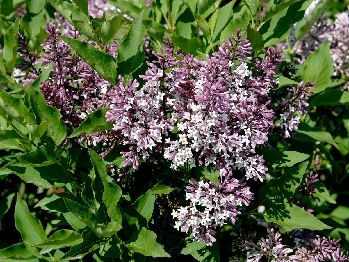 Flieder Miss Kim Flieder Miss Kim