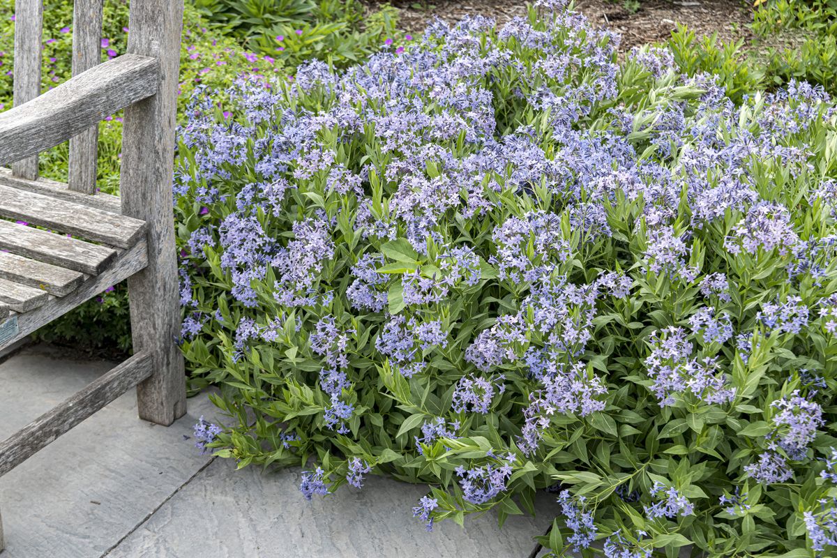 Blausternbusch Blue Ice